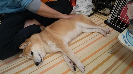 柴犬 小春 YouTube 泡 風呂 洗い方 足ぴーん