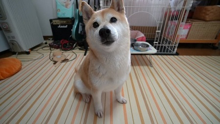 柴犬 小春 YouTube 泡 風呂 洗い方 足ぴーん