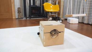 Maru＆Hana まる はな 猫