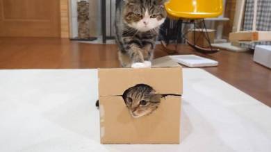 Maru＆Hana まる はな 猫