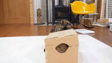 Maru＆Hana まる はな 猫