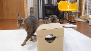 Maru＆Hana まる はな 猫
