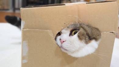 Maru＆Hana まる はな 猫
