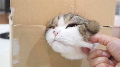 Maru＆Hana まる はな 猫