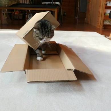 Maru＆Hana まる はな 猫