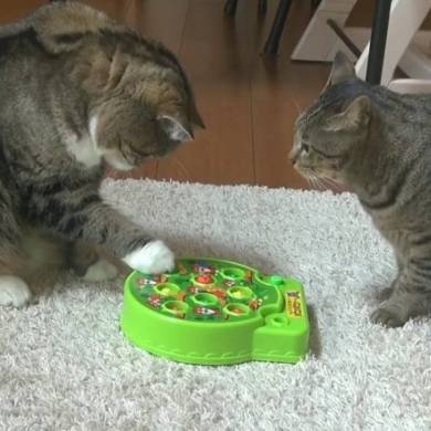 Maru＆Hana まる はな 猫