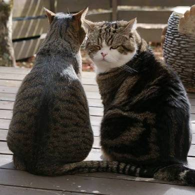 Maru＆Hana まる はな 猫