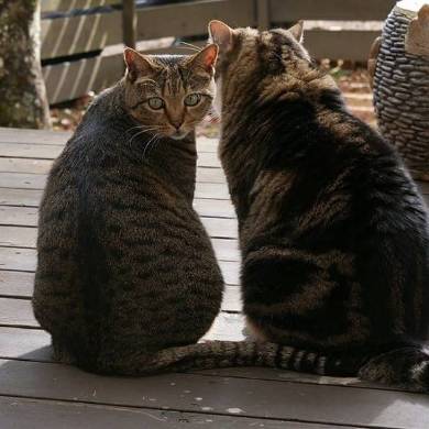 Maru＆Hana まる はな 猫