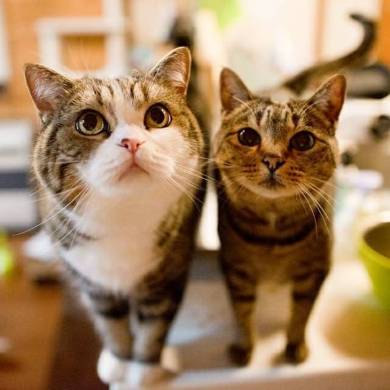 Maru＆Hana まる はな 猫