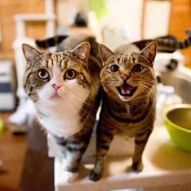 Maru＆Hana まる はな 猫