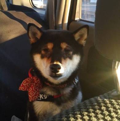 10歳くらい老け込んだ犬