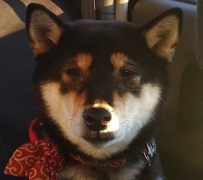 10歳くらい老け込んだ犬