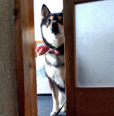 10歳くらい老け込んだ犬