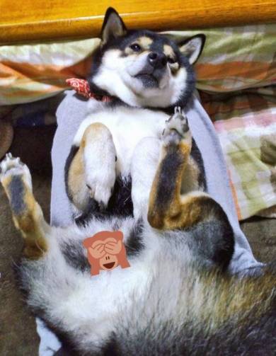 10歳くらい老け込んだ犬