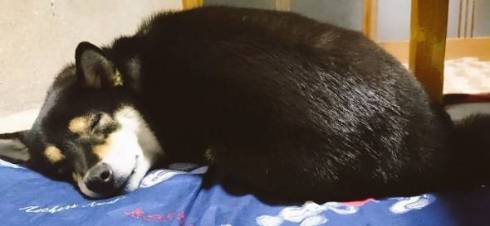 10歳くらい老け込んだ犬