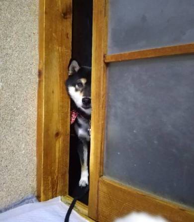10歳くらい老け込んだ犬