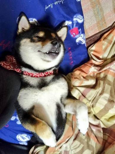 10歳くらい老け込んだ犬