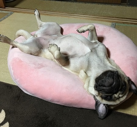 ペット手帳 ベストショット