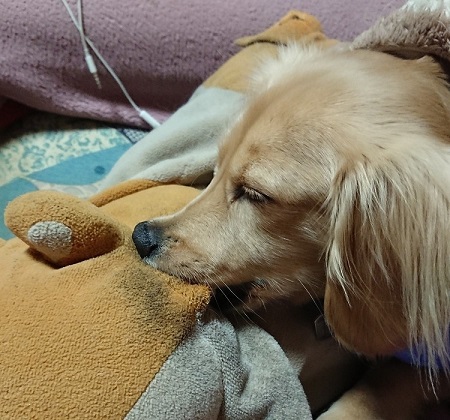 ペット手帳 ベストショット