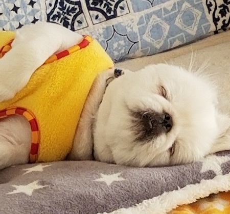 ペット手帳 ベストショット