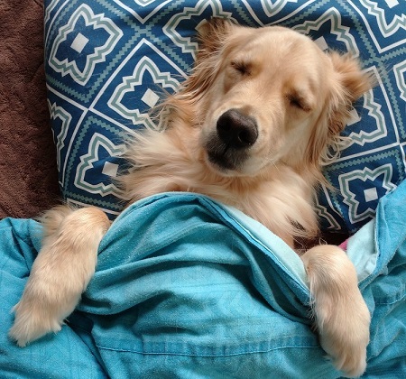 ペット手帳 ベストショット