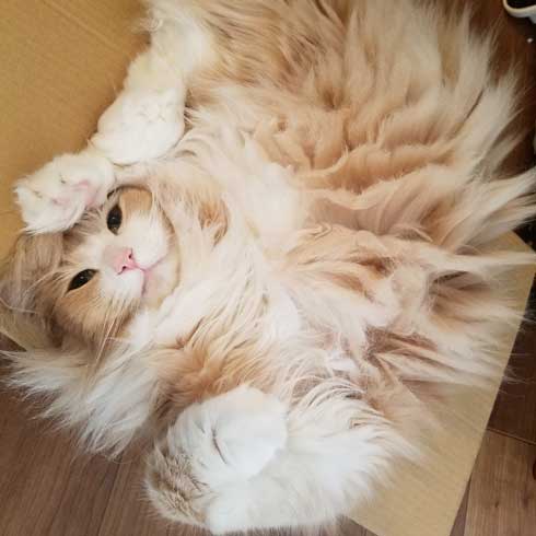 猫 でんきタイプ ポケモン 身体 静電気 撫でる バチバチ
