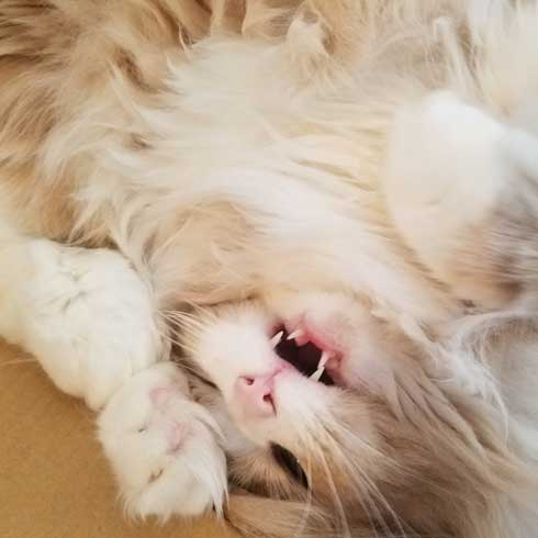 猫 でんきタイプ ポケモン 身体 静電気 撫でる バチバチ