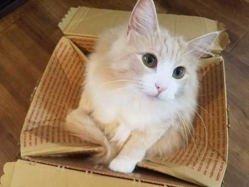 猫 でんきタイプ ポケモン 身体 静電気 撫でる バチバチ