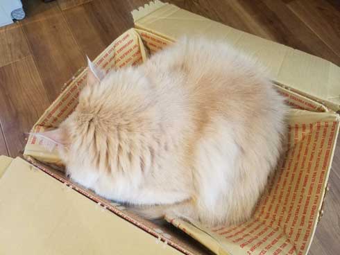 猫 でんきタイプ ポケモン 身体 静電気 撫でる バチバチ
