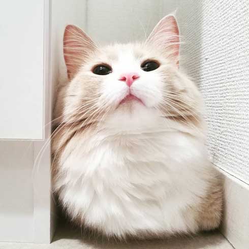 猫 でんきタイプ ポケモン 身体 静電気 撫でる バチバチ