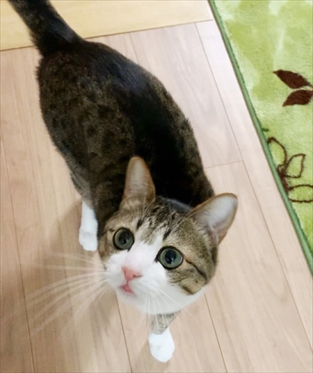 猫のすずめちゃん