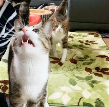 猫のすずめちゃん