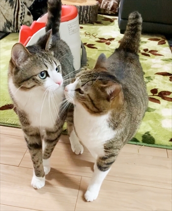 猫のすずめちゃん