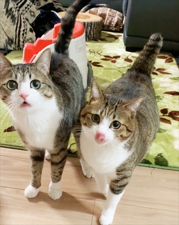 猫のすずめちゃん