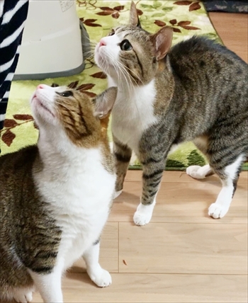 猫のすずめちゃん