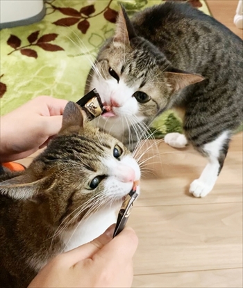 猫のすずめちゃん