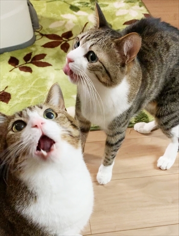 猫のすずめちゃん