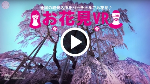 桜 お花見 VR