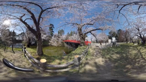 桜 お花見 VR