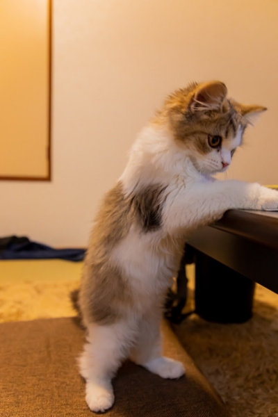 小さいころのすぅさん