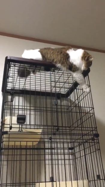 前足をちょいちょいするすぅさん