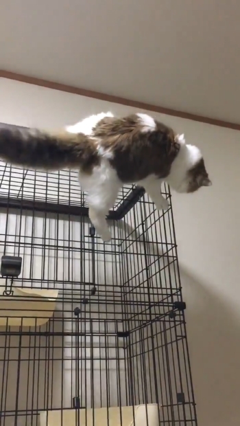 後ろ足を出すすぅさん