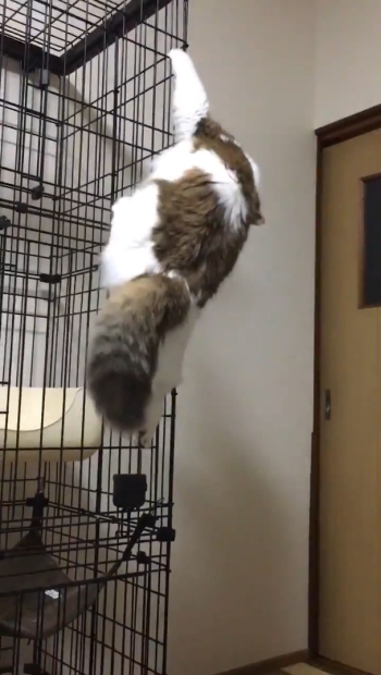 下りるすぅさん