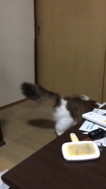 着地したすぅさん