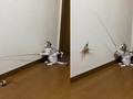 “こんな遊び方見たことない”　1人で釣りをして遊ぶ猫ちゃんに「天才」「賢すぎる」の声
