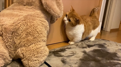 茶太郎きなこの短足日記