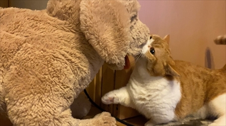 茶太郎きなこの短足日記