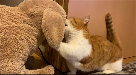 茶太郎きなこの短足日記