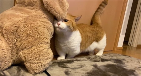 茶太郎きなこの短足日記