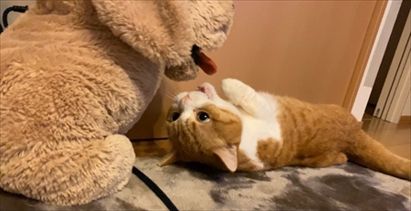 茶太郎きなこの短足日記